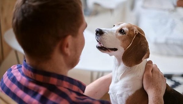 多多策略 主人的气质，狗的行为的“魔法”：揭秘两者间奇妙的关系！