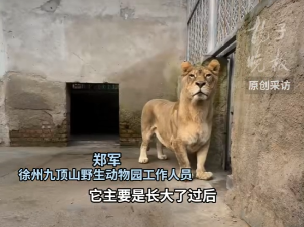 鑫恒盈配资 短腿非洲狮“柯基”意外走红 徐州动物园“老狮基”萌翻网友